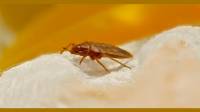 Bed Bug Control