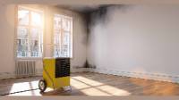 Mold Removal