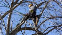 Tree Trimming