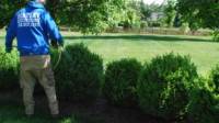 Shrub And Tree Care