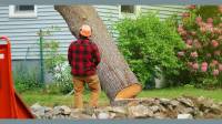 Tree Removal