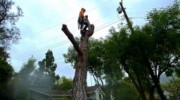 Tree Removals