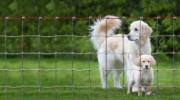 Yard Garden Kennel Fence