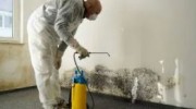 Mold Remediation