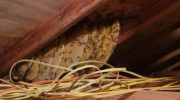 Wasp Removal & Bee Relocation Services