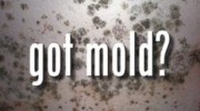 Mold Removal and Mold Remediation