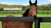 Horse Fence